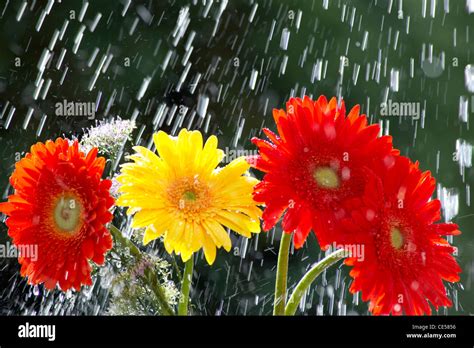 Gerbera Blumen Im Regen Stockfotografie Alamy