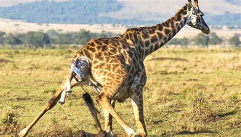 Day Ngorongoro Crater Empakai And Tarangire Safari Getyourguide