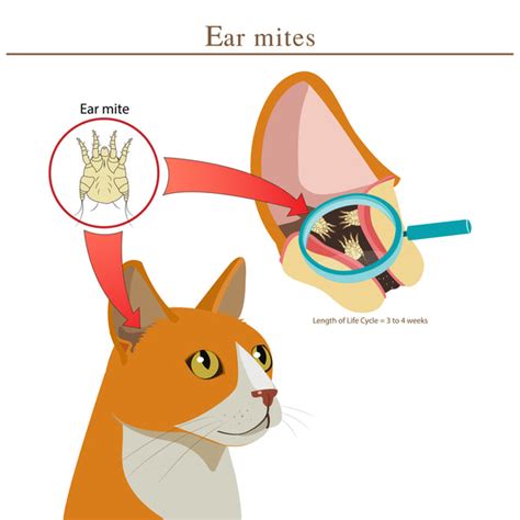 How To Clean Your Cats Ears Prettylitter