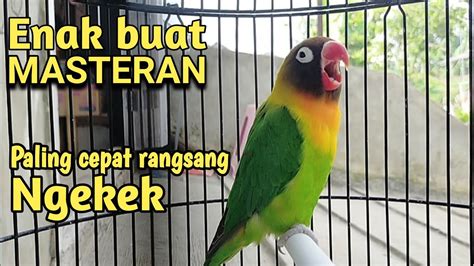 Enak Buat Masteran Suara Lovebird Jantan Gacor Nada Kering Ngekek