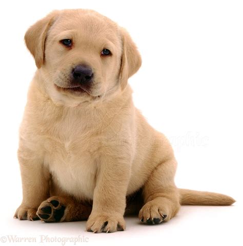 Dog Yellow Labrador Pup Photo Wp01532