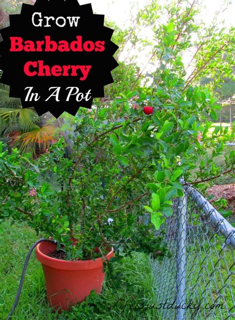 How To Grow Barbados Cherry Life Is Just Ducky