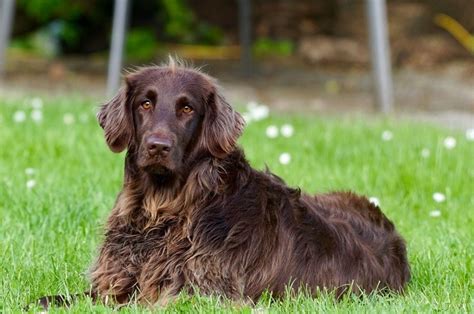 Boykin Spaniel Dog Breed Info Pictures Traits And Facts Hepper