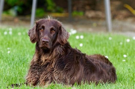 Boykin Spaniel Dog Breed Info: Pictures, Traits & Facts | Hepper