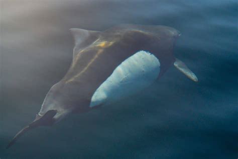 Dall S Porpoise Whale Dolphin Conservation Usa