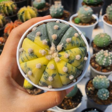 Jual Kaktus Astrophytum Asterias Variegata Astro Var Varigata