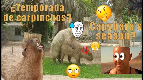 Capibaras En Temporada De Apareo Capybara Mating Season Youtube