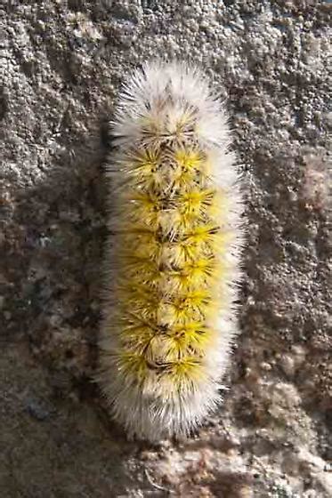 Yellow Caterpillar Ctenucha Virginica Bugguide Net