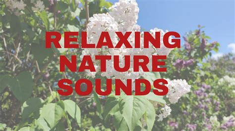 Relaxing Nature Sounds For Sleeping Birds Songs For Your Mind Relax