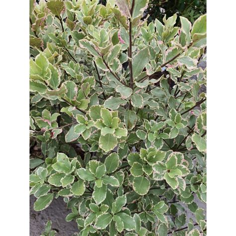 Pittosporum Tenuifolium Elizabeth Le Chatel Des Vivaces