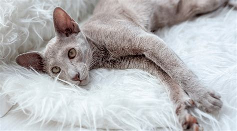 Oriental Shorthair Maine Coon Mix: Traits, Facts, & Habits - Love Your Cat