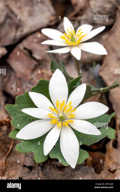 Bloodroot Flower Sanguinaria Canadensis Pisgah National Forest