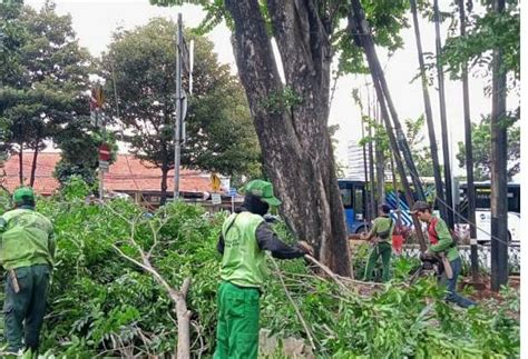 Bahaya Pangkas Pohon Rawan Tumbang Ipol Id