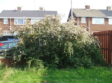 Bush Identification Chat Central Bedlingtonuk