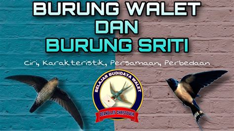 Persamaan Dan Perbedaan Burung Walet Dan Burung Sriti