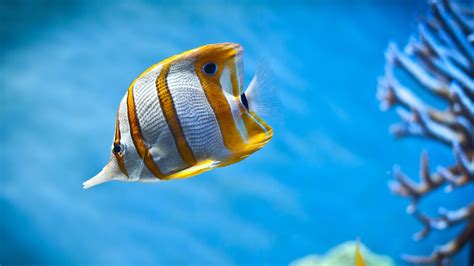 Important Information: Beautiful Fish Pictures & Wallpaper