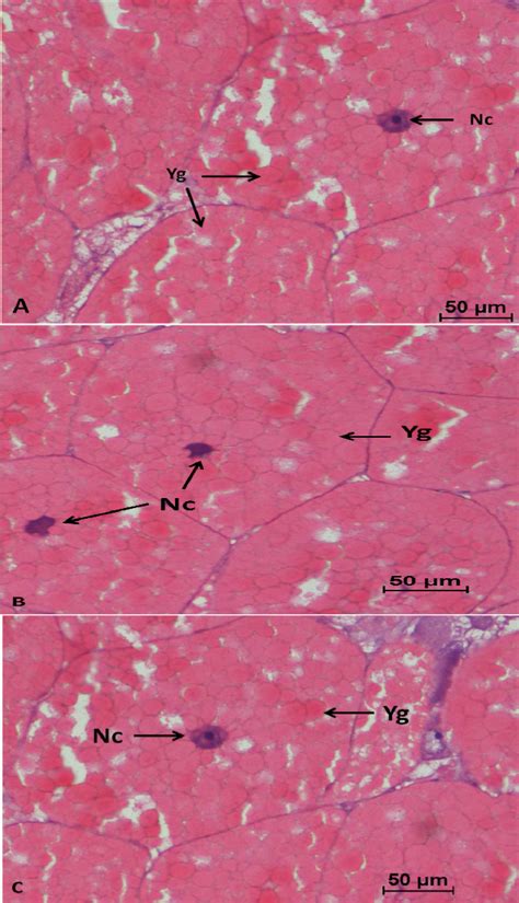 Figure From Ovarian Maturation Stages Of Wild And Captive Mud Crab