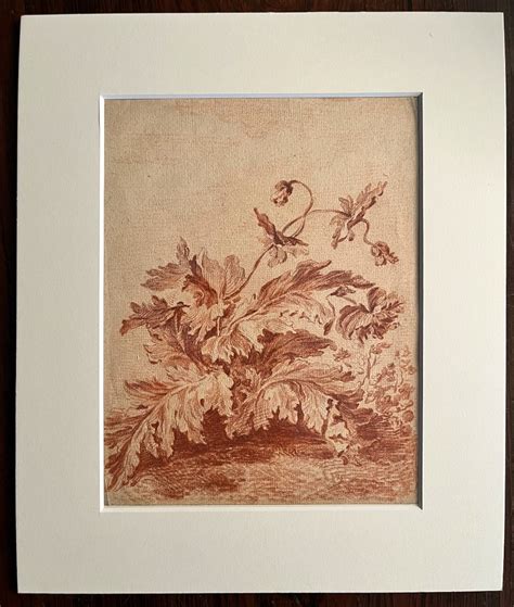 Proantic Jean Baptiste Huet 1745 1811 Sanguine Study Of Acanthus On P