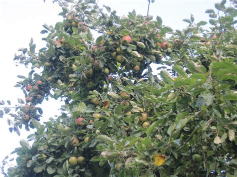 Welkom Op De Appeltuin Nl