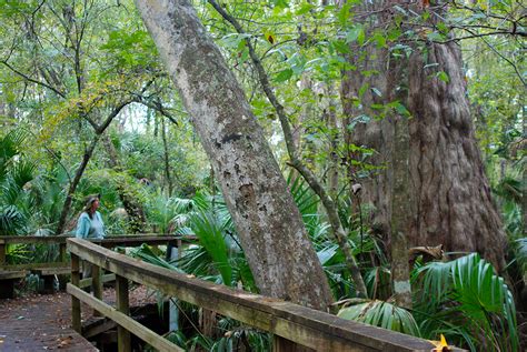 Bald Cypress | Florida Hikes!