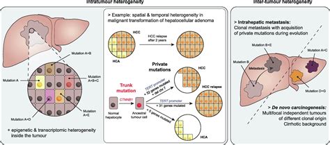 Supplemental Materials For Advances In Molecular Classification And