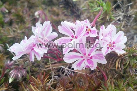 Флокс Phlox subulata