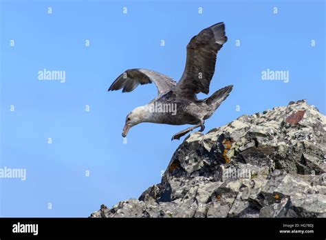 Giant antarctic petrel Stock Photo - Alamy