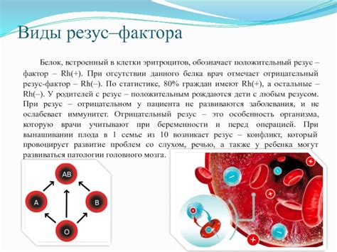 Презентация по теме Резус-фактор доклад, проект
