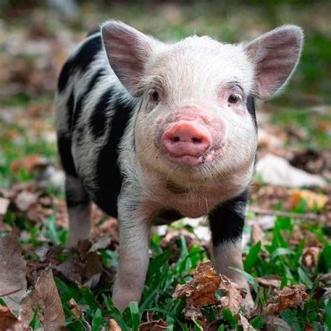 Pareja entregó minipig en adopción y el nuevo dueño se la comió