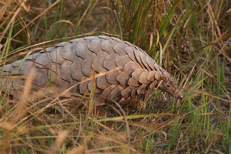 Pangolin Linyanti Concession Botswana African Wildlife Pangolin