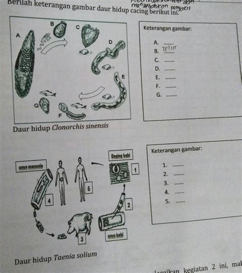 Detail Skema Daur Hidup Fasciola Hepatica Koleksi Nomer