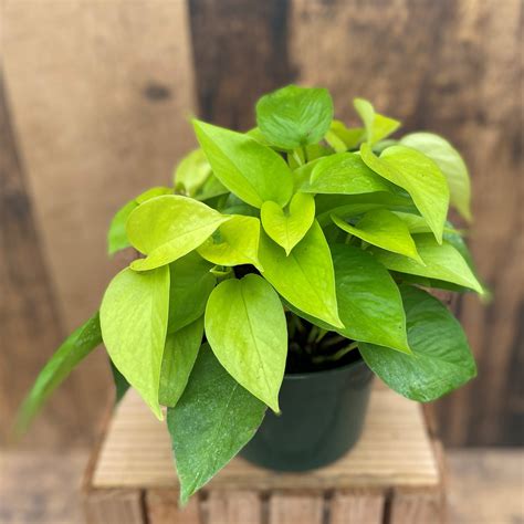 Pothos Neon 6 Pot Terra Greenhouses