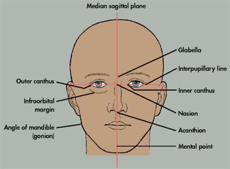 Ch 11 The Skull Flashcards Quizlet