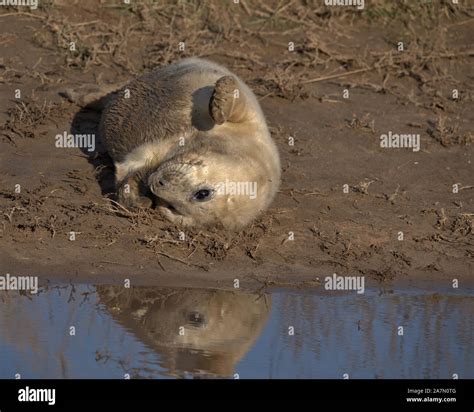 Grey seal pup Stock Photo - Alamy