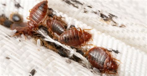 Bed Bug Inspection and Treatment At Home