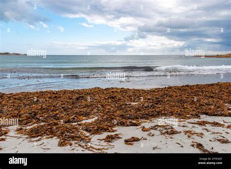Giant Kelp Macrocystis Pyrifera Washed Ashore On Red Bill Beach Bicheno