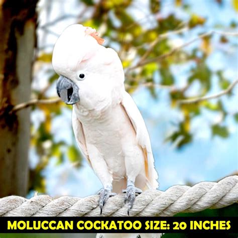 How Big Is A Cockatoo Size Weight Of All Cockatoos Explained