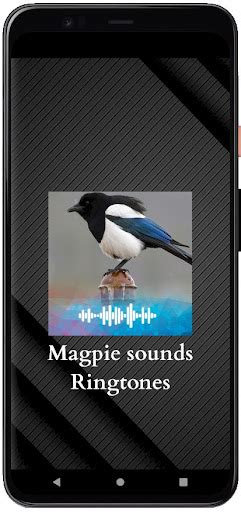 Magpie sounds Ringtones for PC / Mac / Windows 11,10,8,7 - Free Download - Napkforpc.com