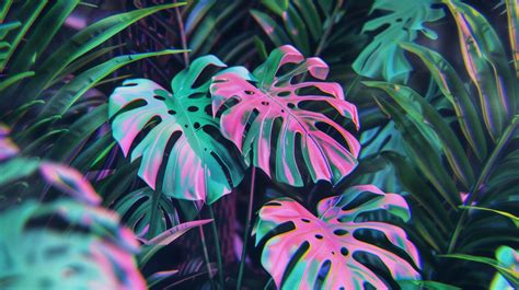 Monstera 4k Wallpapers