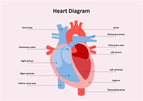 The Heart Diagram | Heart diagram, Human heart anatomy, Diagram