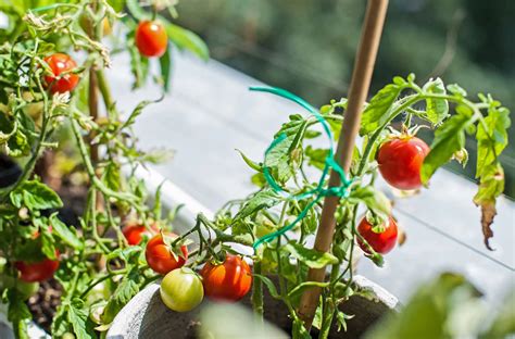 Aprenda A Plantar Tomate Em Vaso Ciclovivo