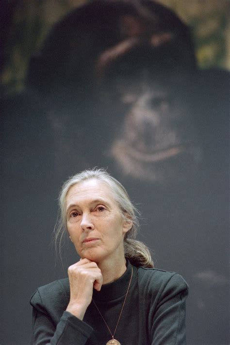 The Amazing Life Of Jane Goodall The Worlds Most Famous Primatologist