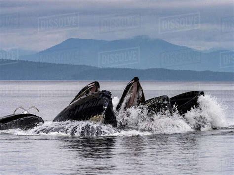 Humpback Whales Cooperative Bubble Feeding In Warm Springs Alaska