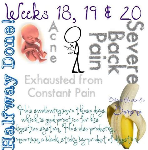 19 Week Pregnancy Symptoms Pregnancy Sympthom