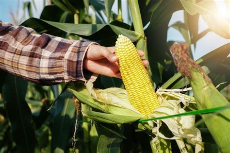 Mulher Colhendo Vagens De Milho Doce De Uma Rvore Agricultor Produtor