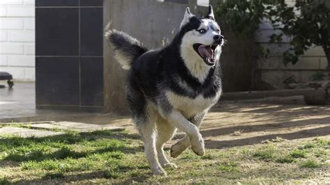 All About Pomsky Temperament & Behavior - Animalso