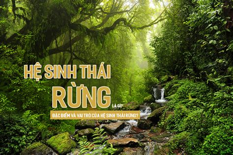 Hệ sinh thái rừng là gì? Đặc điểm và vai trò của hệ sinh thái rừng?