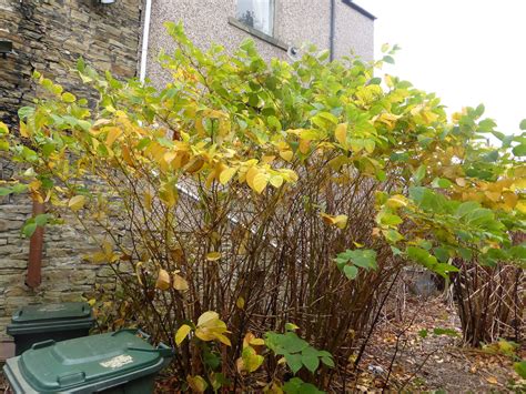 How To Identify Japanese Knotweed In Depth Knotweed Identification