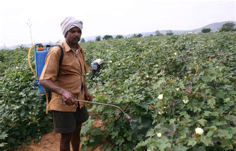 Explained How Indian Farmers Use Fertilisers And What Is The Patter On