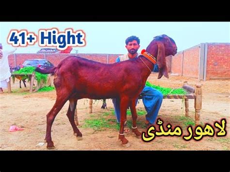 Update Lahore Bakra Mandi Shahpur Kanjra Beetal Goat S Desi Bakriyan